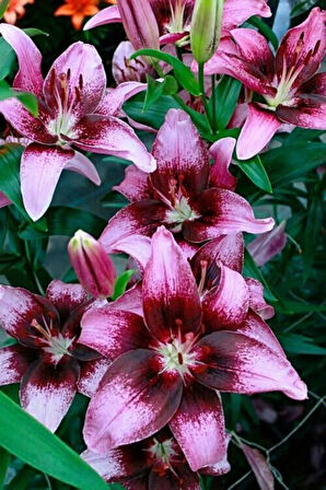 Fuşya Renk Kokulu Lilyum (zambak) Çiçek Soğanı 2 Adet