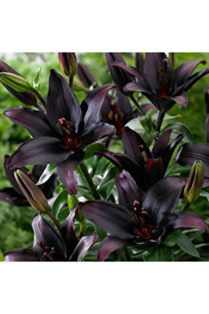 Tiny Landini Koyu Mor Zambak Soğanı 5 Adet