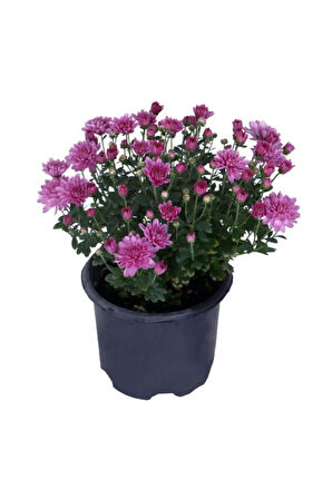 Saksıda Kasımpatı Çiçeği (chrysanthemum) LİLA 10-20 cm