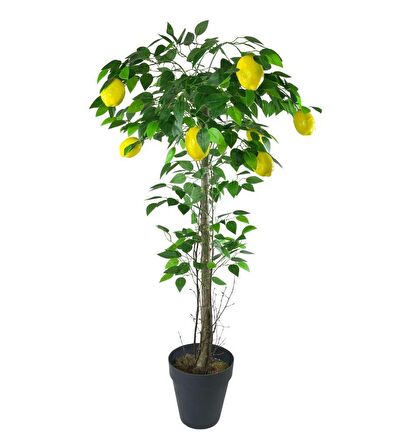 Yapay Limon Ağacı 130cm 8 Limonlu Doğal Görünümlü Siyah Plastik Saksılı Yapay Ağaç