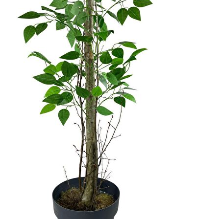 Yapay Limon Ağacı 130cm 8 Limonlu Doğal Görünümlü Siyah Plastik Saksılı Yapay Ağaç
