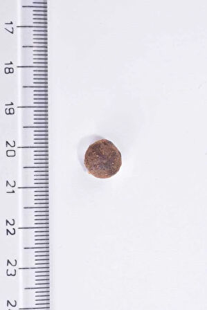 Alerjileri Olan Yetişkin Kediler İçin,Tahılsız, Larva Ve Ringa Balıklı Mama 7 kg