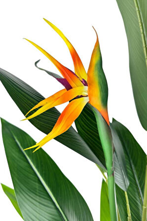 Yapay Ağaç Starliçe 160cm Horoz İbiği Çiçekli Bird of Paradise Artificial Plants