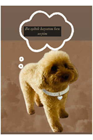 TAŞLI KÖPEK KOLYE TASMA AKSESUARI (İSTEDİĞİNİZ HARFİ MESAJ OLARAK BELİRTİN)