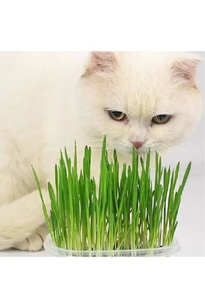 Cat Grass Kit Kedi Çimi – Evde Kolay Yetiştirme – Doğal Kedi Otu
