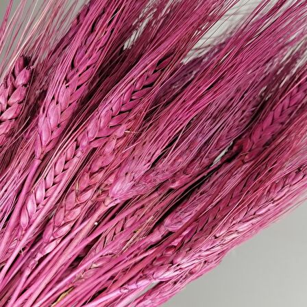 Kuru Çiçek Doğal Bordo Başak 35gram 1. Kalite Şoklanmış Bozulmaz