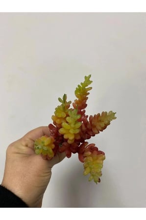 Succulent Kaktüs Islak Doku Yapay Çiçek 15 cm Turuncu