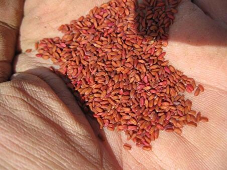 BenimAktar Tere Tohumu Baharlı 500 Gr