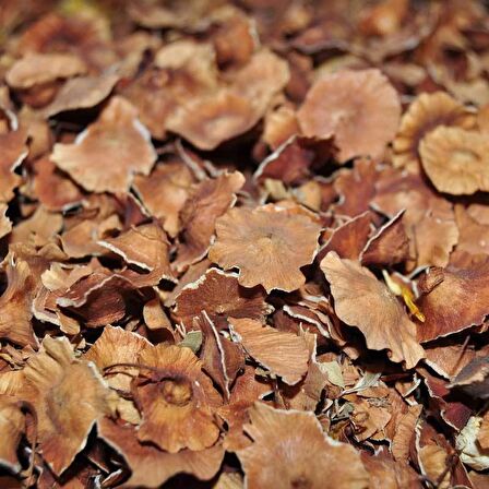 BenimAktar Çarkıfelek Otu 500 Gr