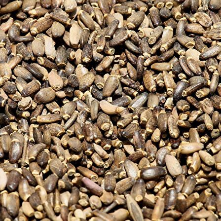 BenimAktar Devedikeni Tohumu 1 Kg