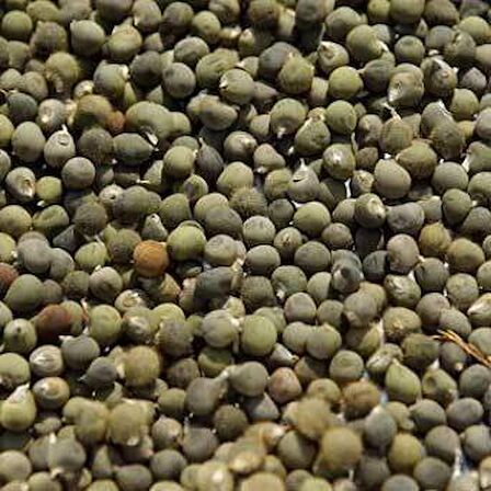 BenimAktar İlaçlık Bamya Tohumu 100 Gr