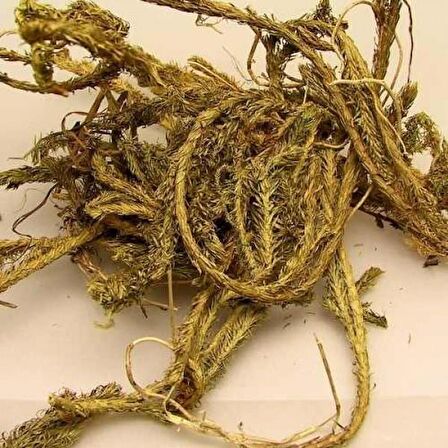 BenimAktar Kurt Pençesi Yeni Mahsül 1 Kg