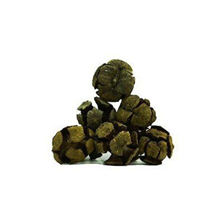 BenimAktar Servi Selvi Kozalağı Yeni Mahsül 100 Gr