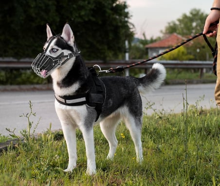 Patibon XL Beden Deri Kayışlı Paslanmaz Çelik Kafes Köpek Ağızlığı