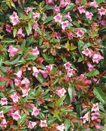 "Tüplü 2 Yaşında Abelya Güzellik Çalısı (Abelia x grandiflora) - Bahçeniz İçin Zarif ve Dayanıklı"