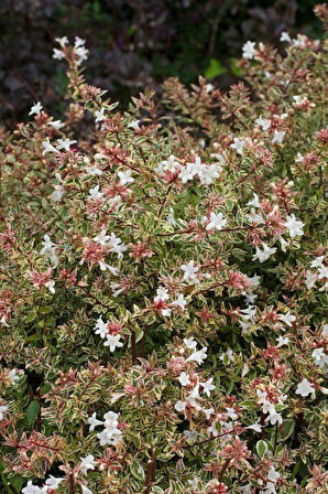 "Tüplü 2 Yaşında Abelya Güzellik Çalısı (Abelia x grandiflora) - Bahçeniz İçin Zarif ve Dayanıklı"