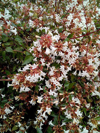 "Tüplü 2 Yaşında Abelya Güzellik Çalısı (Abelia x grandiflora) - Bahçeniz İçin Zarif ve Dayanıklı"