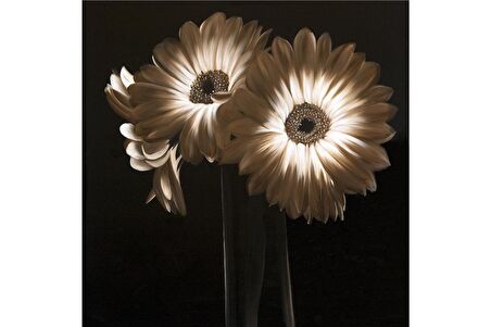 Siyah Zemin Lale Gerbera ve Çiçekler Doğal Taş Bardak Altlığı 4'lü set - Natural Stone Coasters