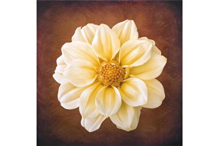 Lotus ve Gül Doğal Taş Bardak Altlığı 4'lü set - Natural Stone Coasters