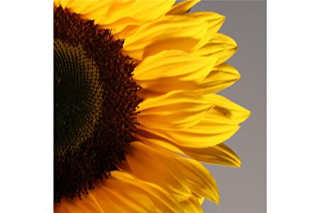 Sarı Gül ve Çiçekler Doğal Taş Bardak Altlığı 4'lü set - Natural Stone Coasters