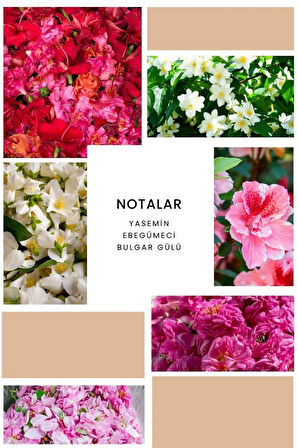 B220 Queen Kadın Parfüm 100 ml Edp