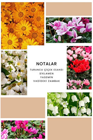 B240 Fame Edp 50 ml Kadın Parfüm 8680136604840