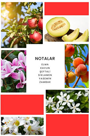 Cham Kadın Parfüm B074 - 50 ml