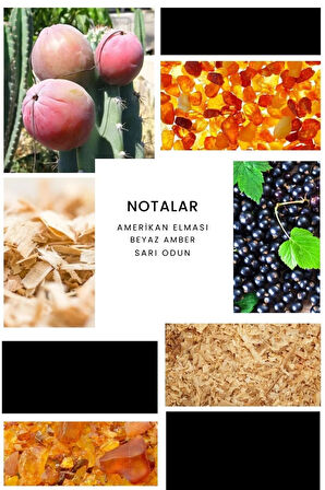 Assist Edp 50ml Erkek Parfüm E034