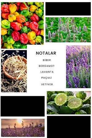 Humor Erkek Parfüm E240