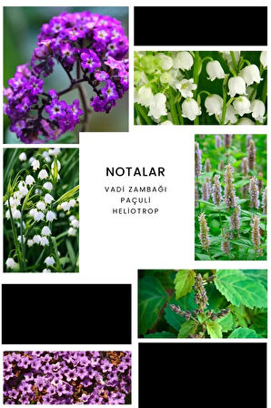 E282 Green Erkek Parfümü 50 ml Edp