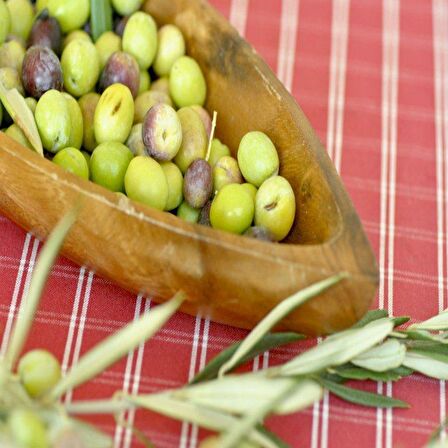 Ayvalık Edremit Zeytin Fidanı