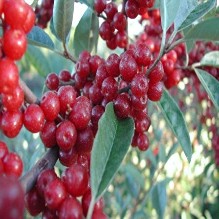 Tüplü Elaeagnus Umbellata Şifali Güz Zeytini Fidanı