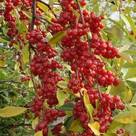 Tüplü Elaeagnus Umbellata Şifali Güz Zeytini Fidanı