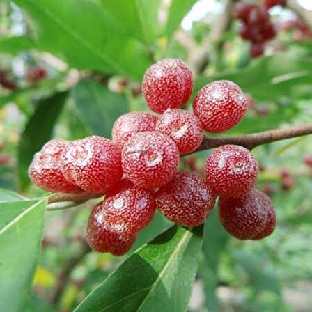 Tüplü Elaeagnus Umbellata Şifali Güz Zeytini Fidanı