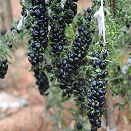 Nadir Siyah Goji Berry Fidanı(15-25 cm)