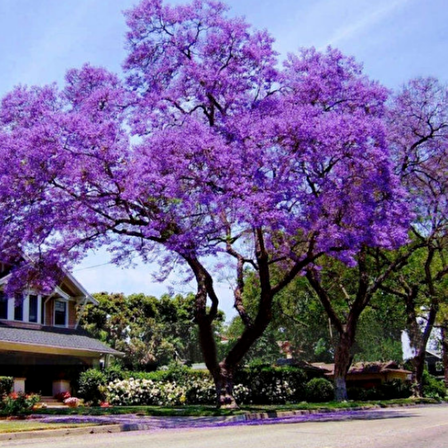 Tüplü Mor Çiçekli Yoğun Kokulu Paulownia Ağacı Fidanı(60-90 cm)