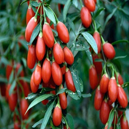 Tüplü Meyve Verme Durumunda Goji Berry Fidanı