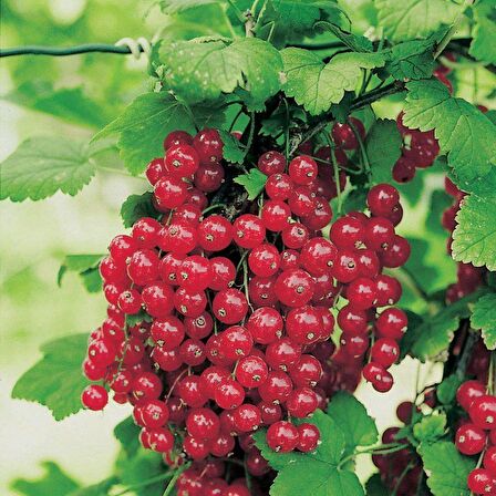 Tüplü Kırmızı Red Lake Frenk Üzümü Fidanı