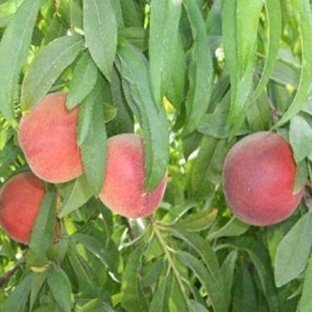 Tüplü Yarı Bodur Transvalia Şeftali Fidanı