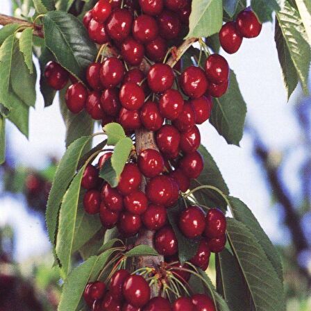 Tüplü Yarı Bodur Lapins Kiraz Fidanı