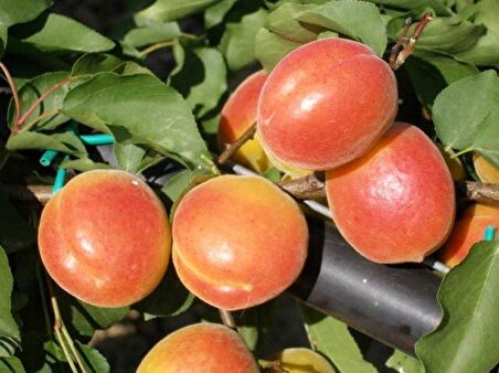 Tüplü İri Meyveli Yarı Bodur Aldeniz Kayısı Fidanı