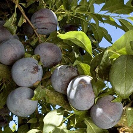 Tüplü Yarı Bodur Friar Erik Fidanı