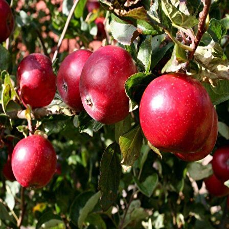 Tüplü Yarı Bodur Early Red One Elma Fidanı
