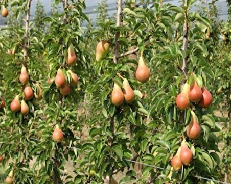 Tüplü Ödüllü Yarı Bodur Carmen Armut Fidanı