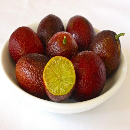 Tüplü Nadir Kırmızı Limon Australian Blood Fidanı