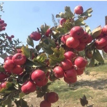 Tüplü Aşılı İri Meyveli Alıç Fidanı Paketi(2 adet Sarı-Kırmızı)