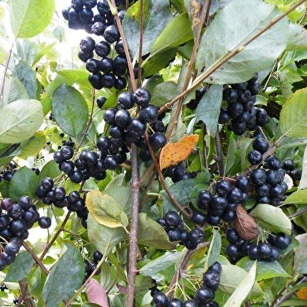 Viking Siyah Aronya Aronia Chokeberry Fidanı (10-20 cm) 10 adet