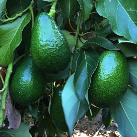 Tüplü Salkım İri Meyveli Ettinger Avokado Fidanı