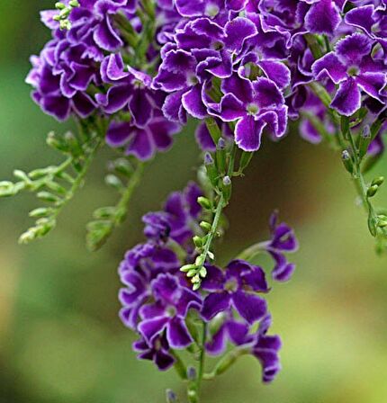 Özel Çeşit Duranta Erecta Ağaç Menekşesi Fidanı (80-120 cm)