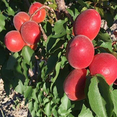 Tüplü Yüksek Verimli Zaiges Red Kırmızı Kayısı Fidanı